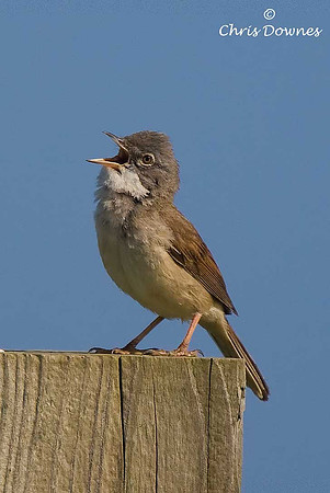 Common Whitethroat