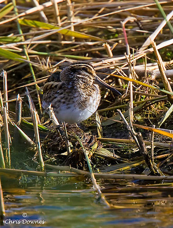 Jack Snipe