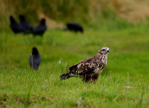 Common Buzzard