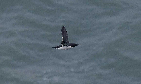Guillemot