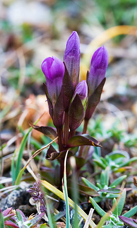 autumn gentian - gentianells Amarella ssp. septentrionalis. Unst