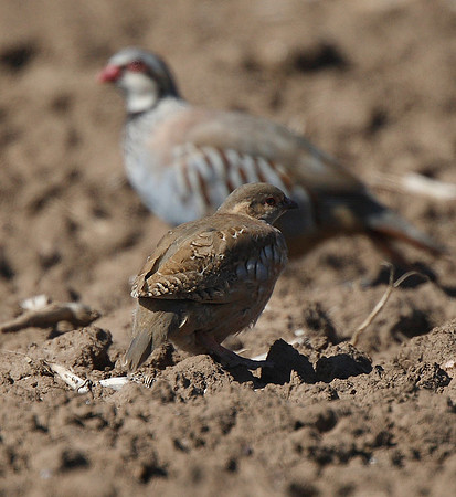 Red-legged Partridge