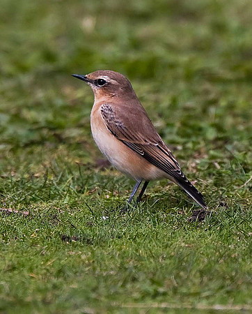 Wheatear