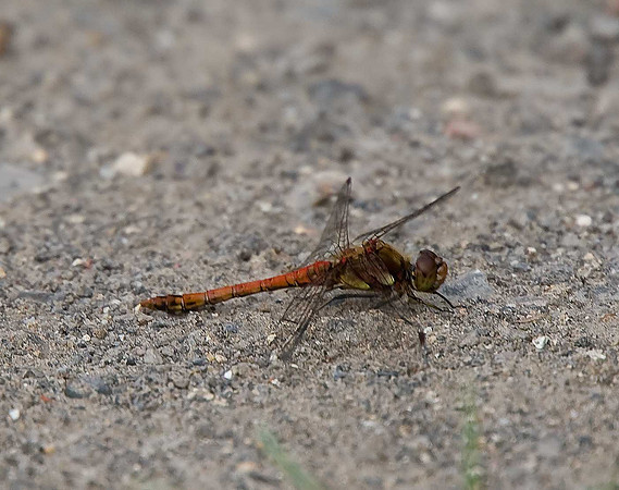 Ruddy Darter