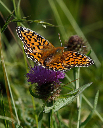 Dark Green Fritillary