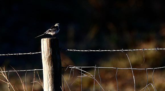 Lesser Grey Shrike