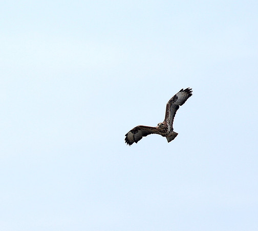 Common Buzzard