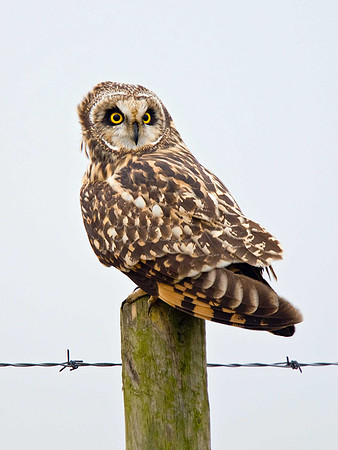 Short-eared Owl