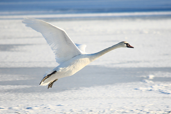 Mute Swan