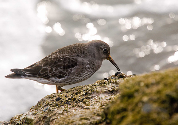 Purple Sandpiper