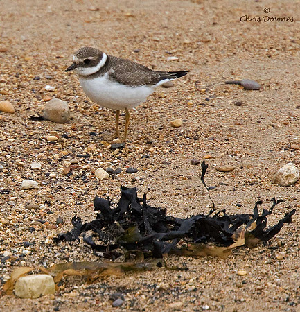 Ringed Plover