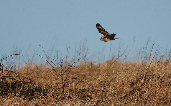 Short-eared Owl