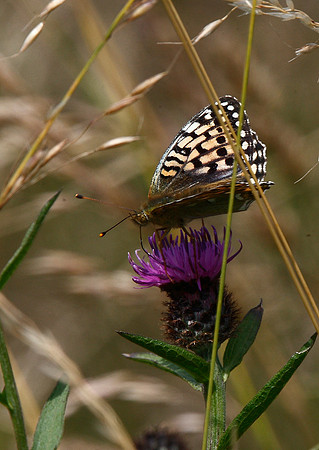 Dark Green Fritillary