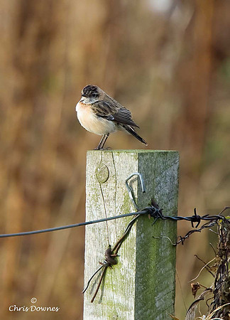 Siberian Stonechat
