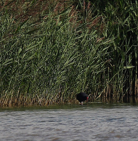 Western Purple Swamphen