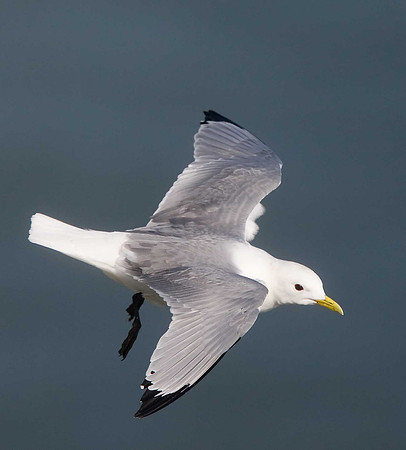 Kittiwake