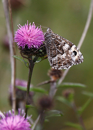 Grayling