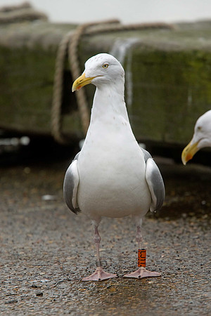 Herring Gull