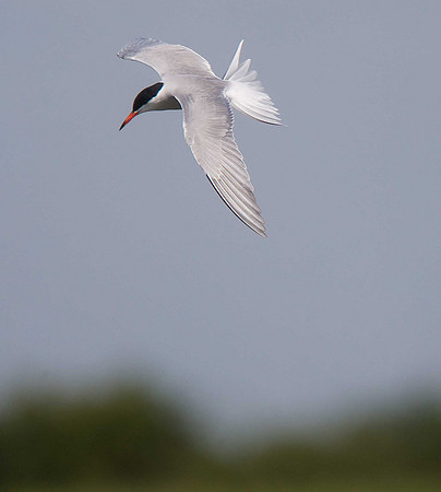 Common Tern