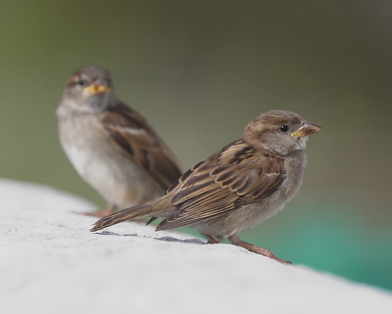 House Sparrow
