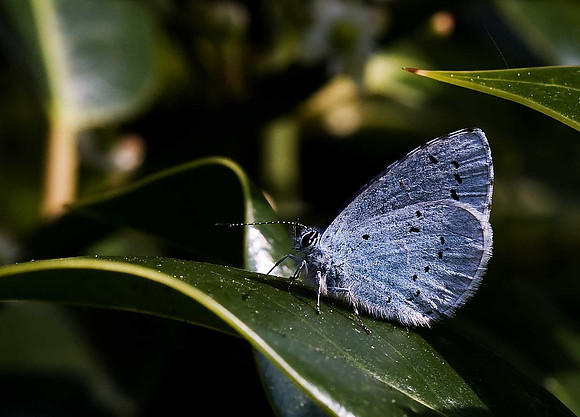 Holly Blue