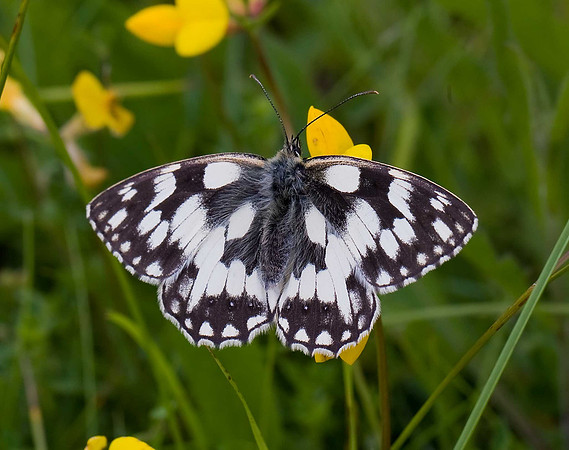 Wharram Quarry: marbled white