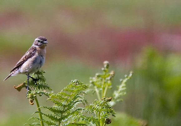 Whinchat