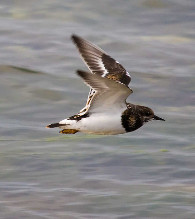Turnstone