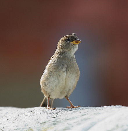 House Sparrow