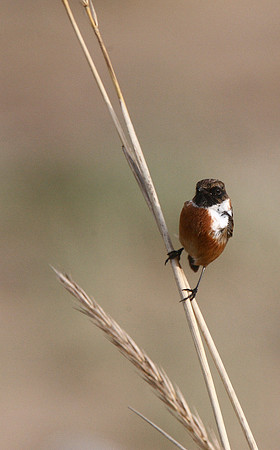 Stonechat