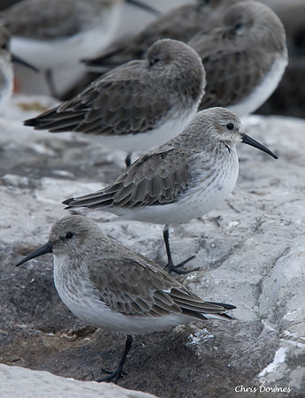 Dunlin