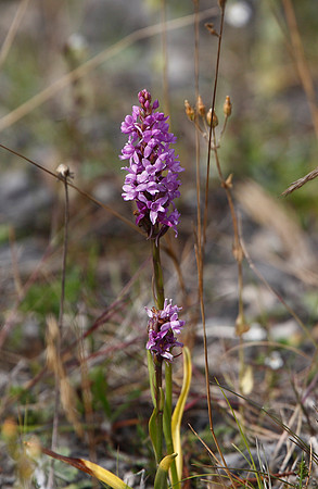 Common Spotted Orchid