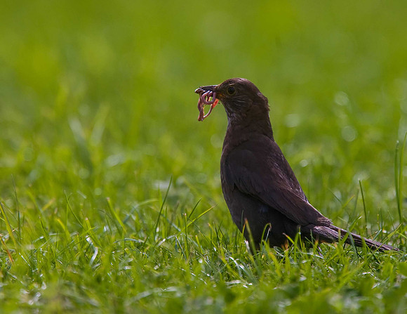 Blackbird