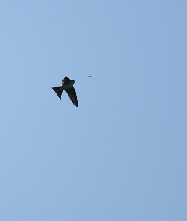 House Martin