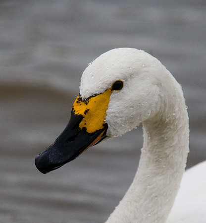 Bewick's Swan