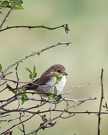 Red-backed Shrike [juv]