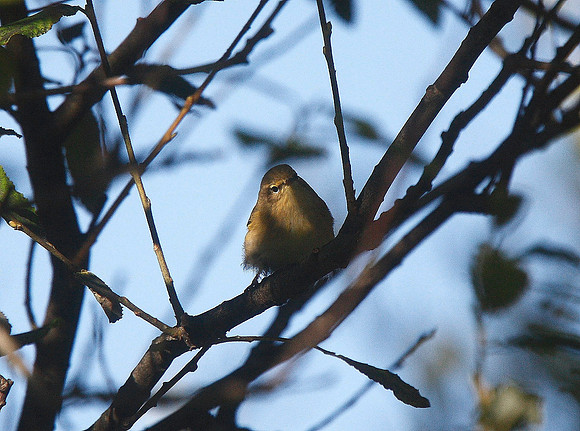 Chiffchaff