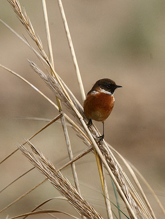 Stonechat