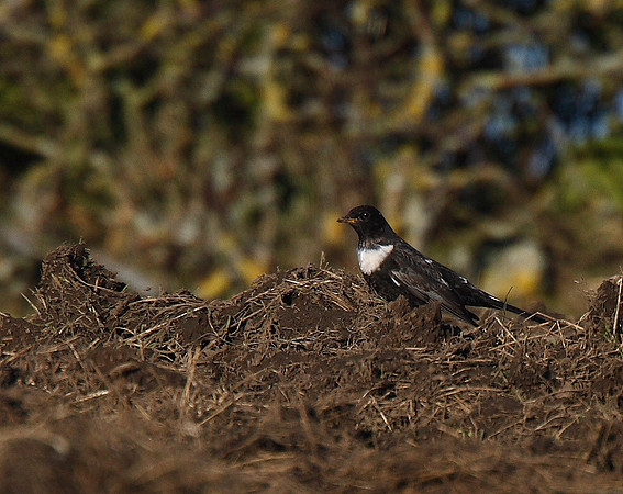 Ring Ouzel
