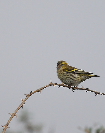 Siskin
