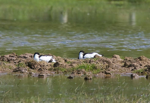 Avocets