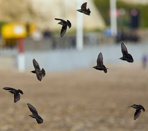 Starling