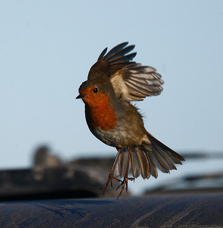 Robin