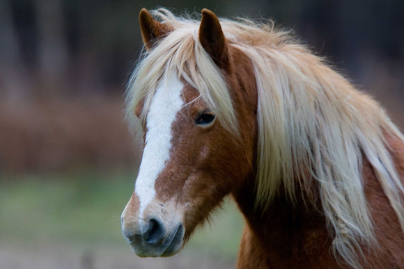 New Forest Pony