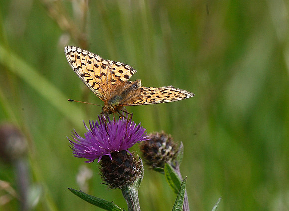 Dark Green Fritillary
