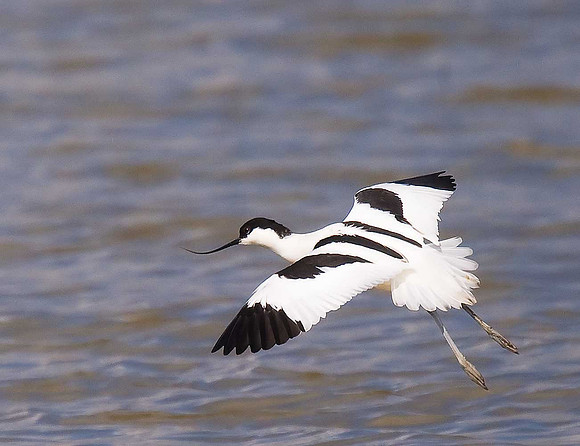 Avocet