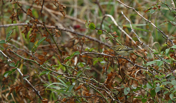 Yellow-browed Warbler
