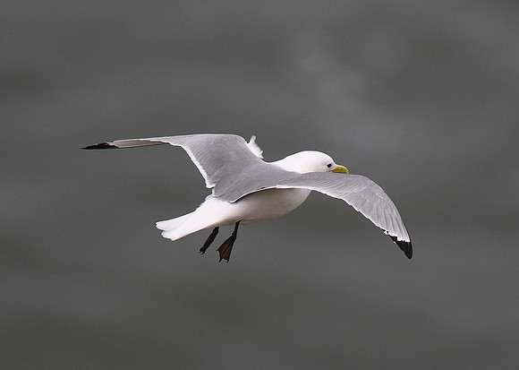 Kittiwake