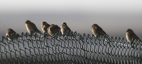 Twite