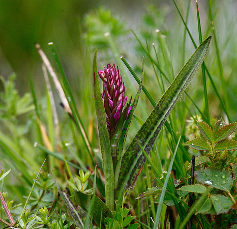 Northern Marsh Orchid